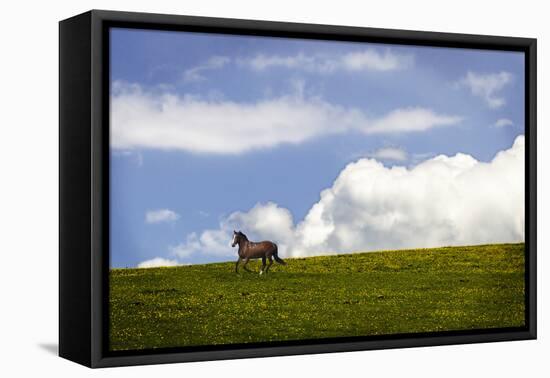 Horses in the Clouds I-Alan Hausenflock-Framed Stretched Canvas