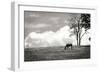 Horses in the Clouds II BW-Alan Hausenflock-Framed Photographic Print