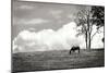 Horses in the Clouds II BW-Alan Hausenflock-Mounted Photographic Print