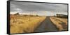 Horses in the Evening Sun, Gravel Road, Manawatu-Wanganui, North Island, New Zealand-Rainer Mirau-Framed Stretched Canvas