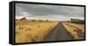 Horses in the Evening Sun, Gravel Road, Manawatu-Wanganui, North Island, New Zealand-Rainer Mirau-Framed Stretched Canvas