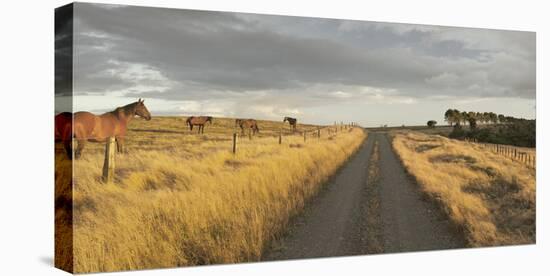 Horses in the Evening Sun, Gravel Road, Manawatu-Wanganui, North Island, New Zealand-Rainer Mirau-Stretched Canvas