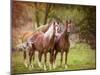 Horses in the Field I-Ozana Sturgeon-Mounted Photographic Print