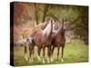 Horses in the Field I-Ozana Sturgeon-Stretched Canvas