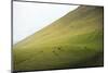 Horses in the fields at sunset, Monte Cucco Park, Apennines, Umbria, Italy, Europe-Lorenzo Mattei-Mounted Photographic Print