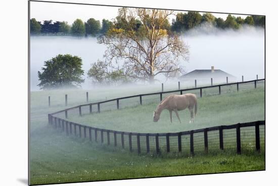 Horses in the Mist #3, Kentucky ‘08-Monte Nagler-Mounted Photographic Print