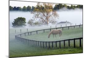 Horses in the Mist #3, Kentucky ‘08-Monte Nagler-Mounted Photographic Print