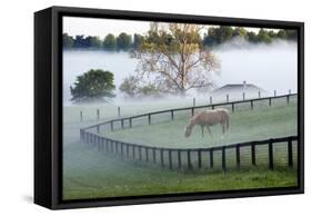 Horses in the Mist #3, Kentucky ‘08-Monte Nagler-Framed Stretched Canvas