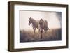 Horses in the Mist-Candice O\'Neill-Framed Photographic Print