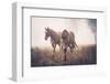 Horses in the Mist-Candice O\'Neill-Framed Photographic Print