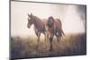 Horses in the Mist-Candice O\'Neill-Mounted Photographic Print