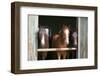 Horses in the Stable Door-accept-Framed Photographic Print