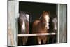 Horses in the Stable Door-accept-Mounted Photographic Print