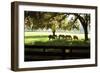 Horses in the Sunrise 1-Alan Hausenflock-Framed Photographic Print