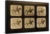 Horses. Irregular, 'Animal Locomotion' Series, C.1881-Eadweard Muybridge-Framed Stretched Canvas