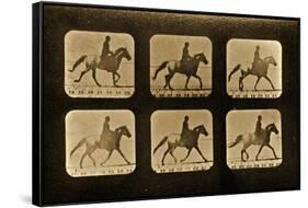 Horses. Irregular, 'Animal Locomotion' Series, C.1881-Eadweard Muybridge-Framed Stretched Canvas