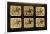 Horses. Irregular, 'Animal Locomotion' Series, C.1881-Eadweard Muybridge-Framed Giclee Print