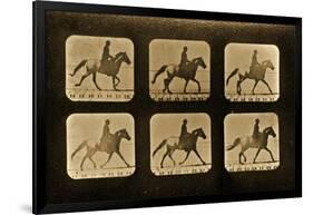 Horses. Irregular, 'Animal Locomotion' Series, C.1881-Eadweard Muybridge-Framed Giclee Print