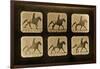 Horses. Irregular, 'Animal Locomotion' Series, C.1881-Eadweard Muybridge-Framed Premium Giclee Print