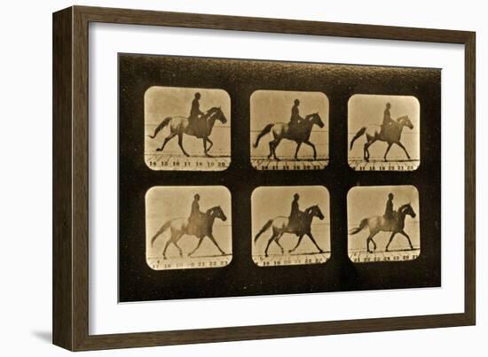 Horses. Irregular, 'Animal Locomotion' Series, C.1881-Eadweard Muybridge-Framed Giclee Print