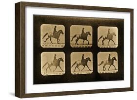 Horses. Irregular, 'Animal Locomotion' Series, C.1881-Eadweard Muybridge-Framed Giclee Print