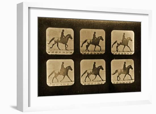 Horses. Irregular, 'Animal Locomotion' Series, C.1881-Eadweard Muybridge-Framed Giclee Print