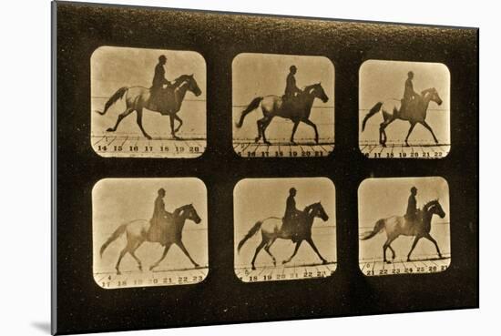 Horses. Irregular, 'Animal Locomotion' Series, C.1881-Eadweard Muybridge-Mounted Giclee Print