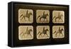 Horses. Irregular, 'Animal Locomotion' Series, C.1881-Eadweard Muybridge-Framed Stretched Canvas