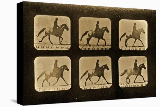 Horses. Irregular, 'Animal Locomotion' Series, C.1881-Eadweard Muybridge-Stretched Canvas