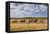 Horses just outside, Grand Teton National Park, Wyoming-Adam Jones-Framed Stretched Canvas