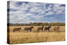 Horses just outside, Grand Teton National Park, Wyoming-Adam Jones-Stretched Canvas