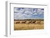 Horses just outside, Grand Teton National Park, Wyoming-Adam Jones-Framed Photographic Print