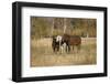 Horses just outside, Grand Teton National Park, Wyoming-Adam Jones-Framed Photographic Print