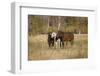 Horses just outside, Grand Teton National Park, Wyoming-Adam Jones-Framed Photographic Print