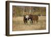 Horses just outside, Grand Teton National Park, Wyoming-Adam Jones-Framed Photographic Print