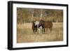 Horses just outside, Grand Teton National Park, Wyoming-Adam Jones-Framed Photographic Print