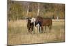 Horses just outside, Grand Teton National Park, Wyoming-Adam Jones-Mounted Photographic Print