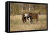 Horses just outside, Grand Teton National Park, Wyoming-Adam Jones-Framed Stretched Canvas