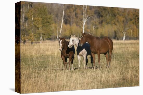 Horses just outside, Grand Teton National Park, Wyoming-Adam Jones-Stretched Canvas