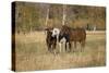 Horses just outside, Grand Teton National Park, Wyoming-Adam Jones-Stretched Canvas