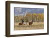 Horses just outside, Grand Teton National Park, Wyoming-Adam Jones-Framed Photographic Print