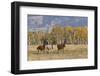 Horses just outside, Grand Teton National Park, Wyoming-Adam Jones-Framed Photographic Print