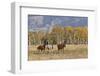 Horses just outside, Grand Teton National Park, Wyoming-Adam Jones-Framed Photographic Print