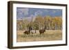 Horses just outside, Grand Teton National Park, Wyoming-Adam Jones-Framed Photographic Print