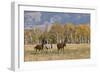 Horses just outside, Grand Teton National Park, Wyoming-Adam Jones-Framed Photographic Print