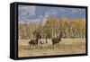 Horses just outside, Grand Teton National Park, Wyoming-Adam Jones-Framed Stretched Canvas