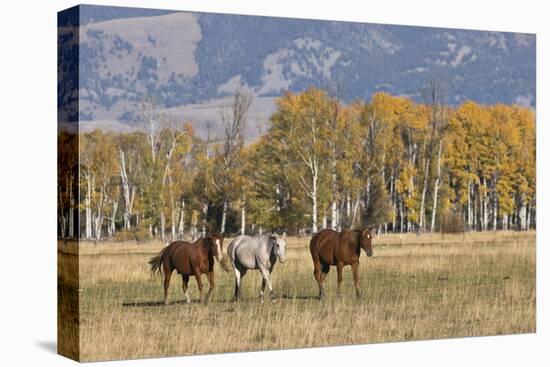 Horses just outside, Grand Teton National Park, Wyoming-Adam Jones-Stretched Canvas