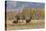 Horses just outside, Grand Teton National Park, Wyoming-Adam Jones-Stretched Canvas