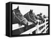 Horses Looking Over Fence at Alfred Vanderbilt's Farm-Jerry Cooke-Framed Stretched Canvas