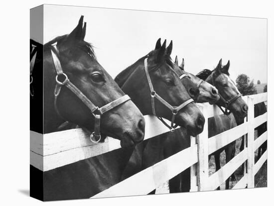 Horses Looking Over Fence at Alfred Vanderbilt's Farm-Jerry Cooke-Stretched Canvas